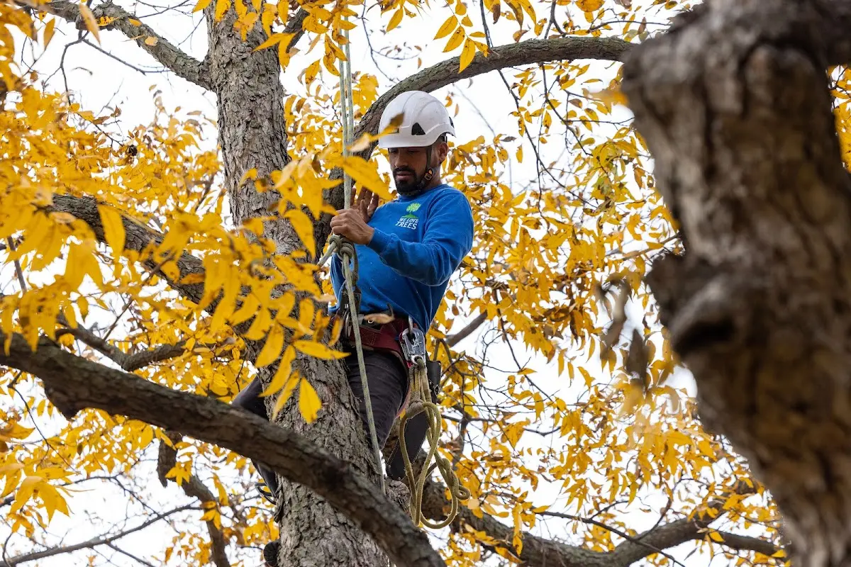 Skilled Tree Pruning crew working in Gardiner
